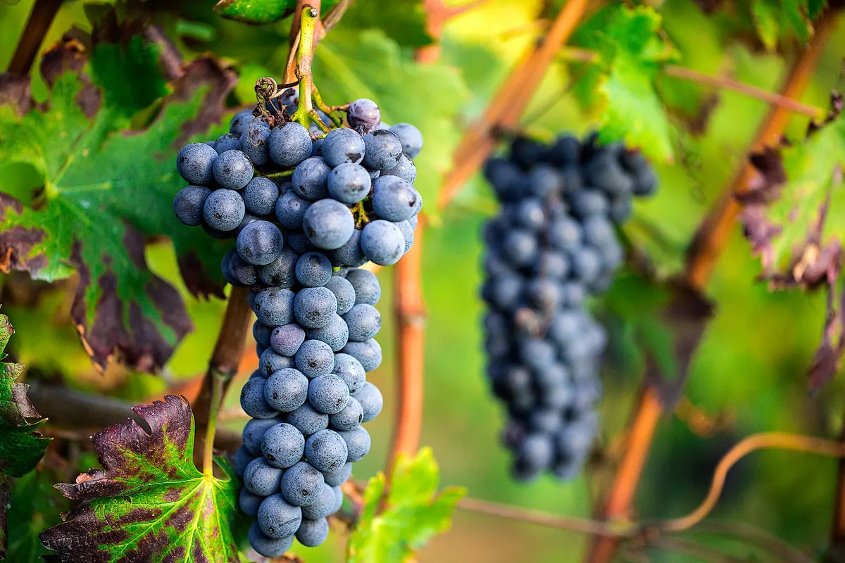 Campagna e vigneti della tenuta